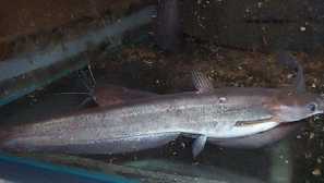 Samo-chabby com: sadržaj, kompatibilnost, fotografija, opis.